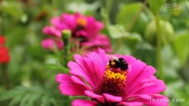 大黄蜂在花园的粉色花朵上轰炸
